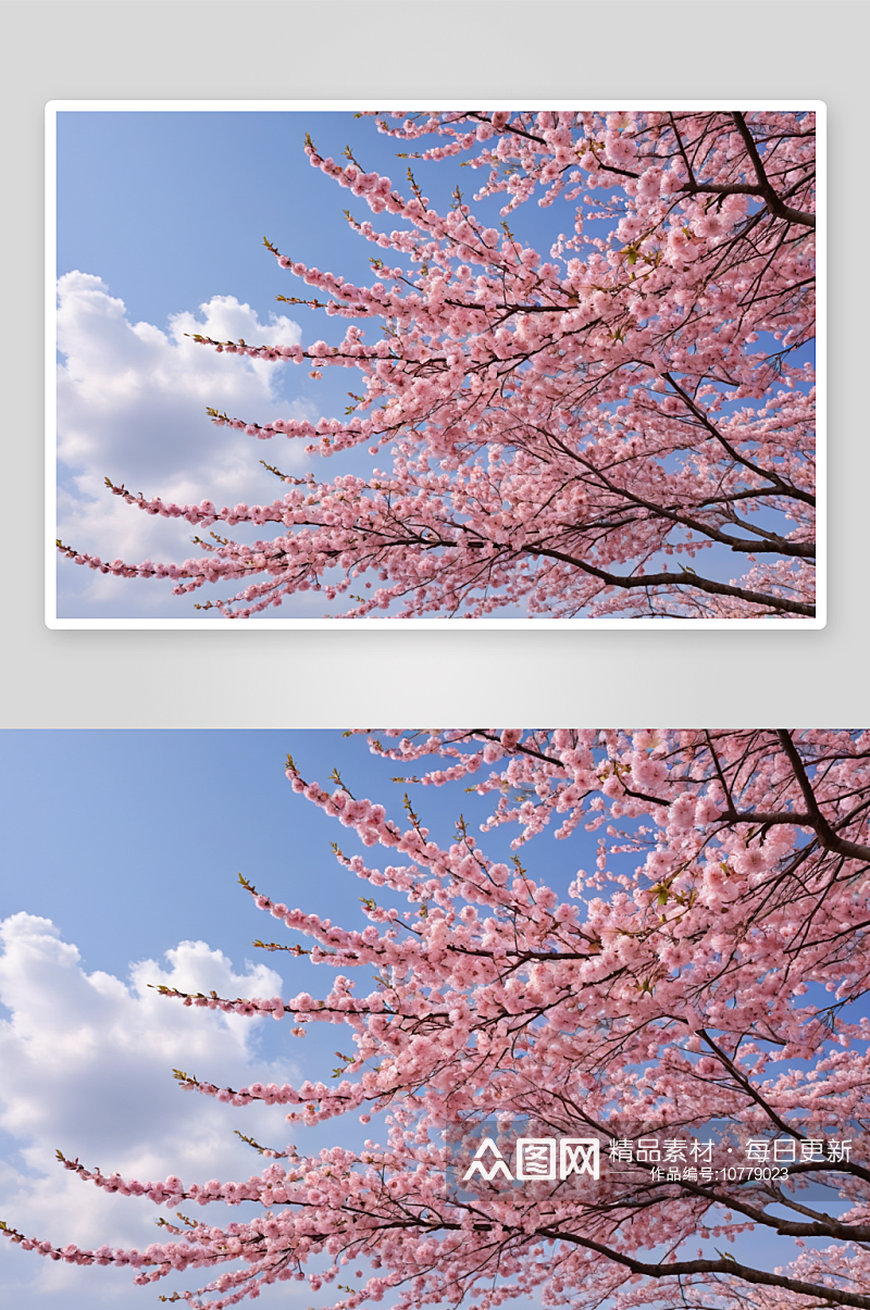 樱花樱花美丽自然背景图片素材