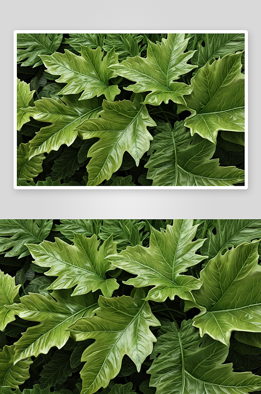 装饰叶子植物元素图片