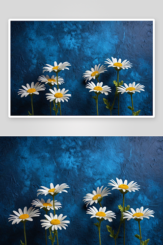 一组小雏菊花深蓝色纹理背景图片
