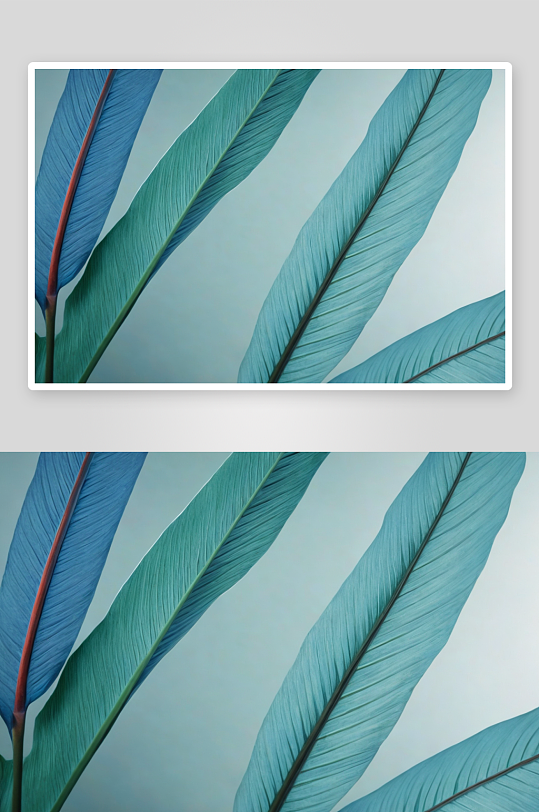 一种热带植物叶子特写镜头图片