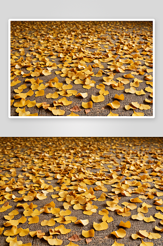 一张银杏落叶地毯特写照片作背景材料图片