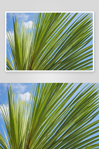 一些棕榈树叶子蓝天特写图片