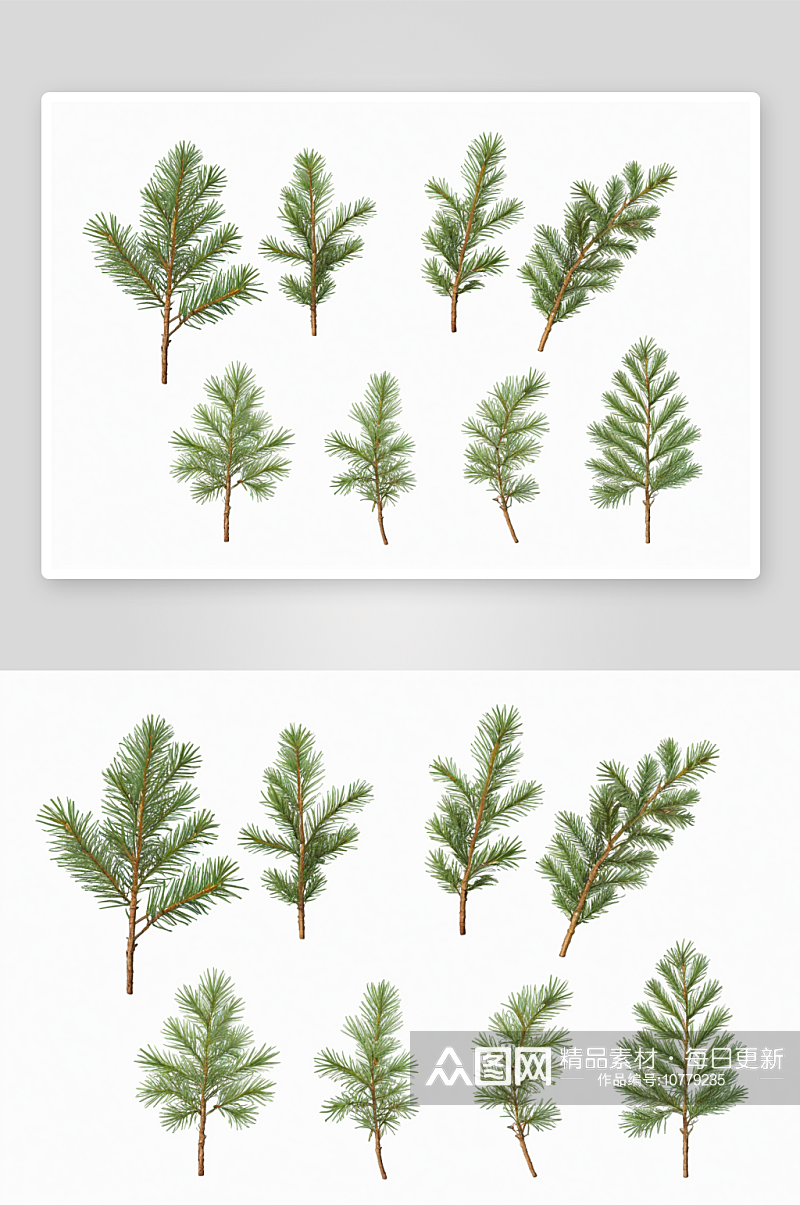一套云杉冷杉松树圣诞树树枝图片素材