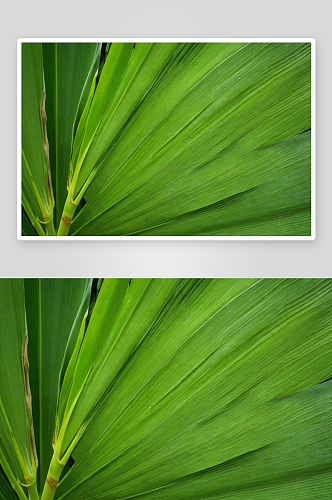 质地有绿叶香蕉棕榈奇异叶子背景本空间图片