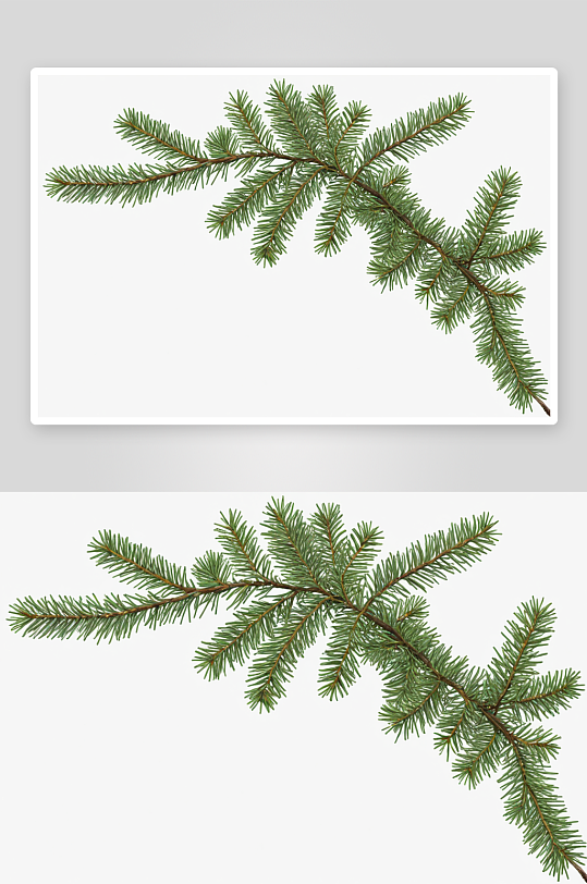 一根简单新鲜圣诞树树枝图片