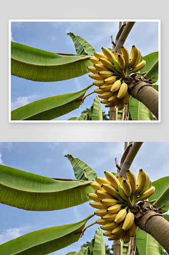 一个果园里一棵香蕉树长着一串小香蕉图片