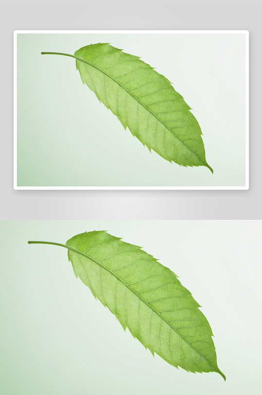 叶子颜色转换浅绿色高关键图片