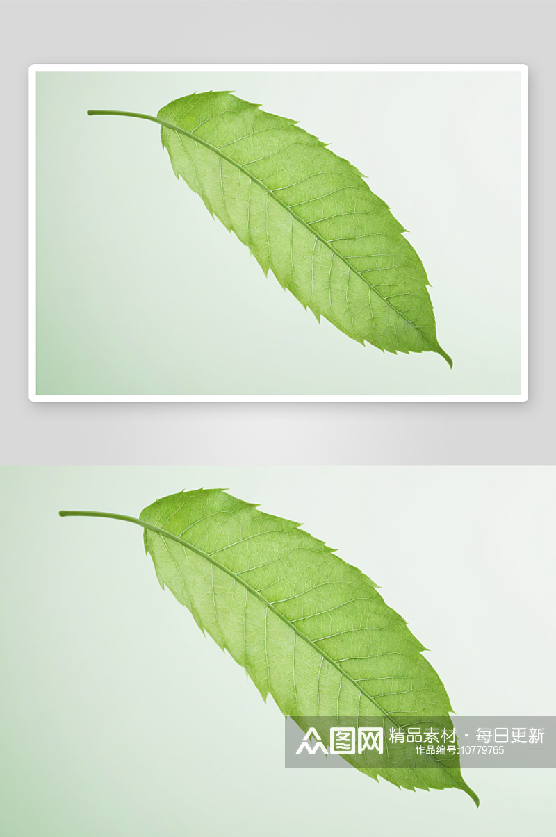 叶子颜色转换浅绿色高关键图片素材
