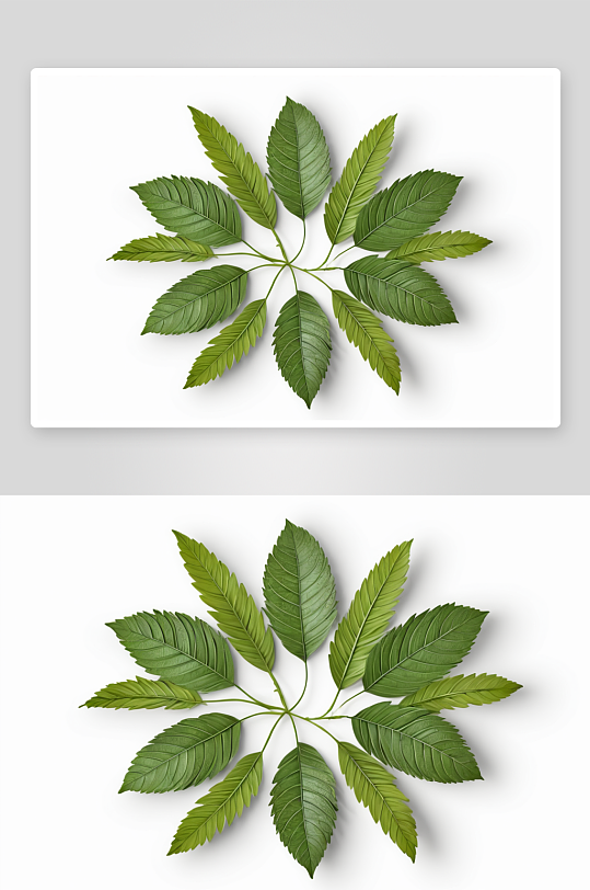 圆形花卉装饰绿叶一个小阴影白色背景图片