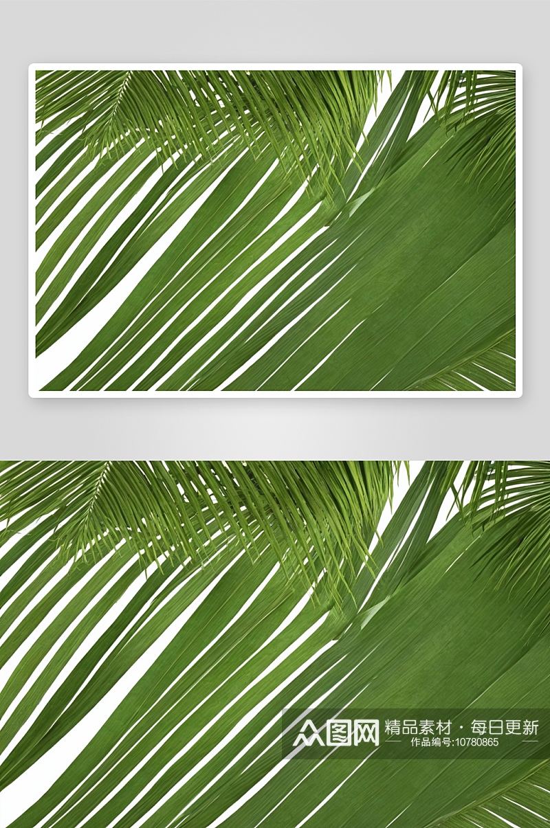 棕榈叶椰子叶背景长条图片素材