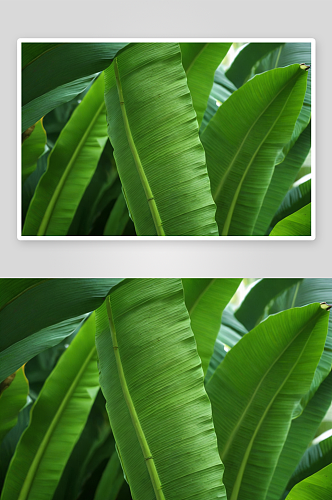 绿色香蕉叶子图片