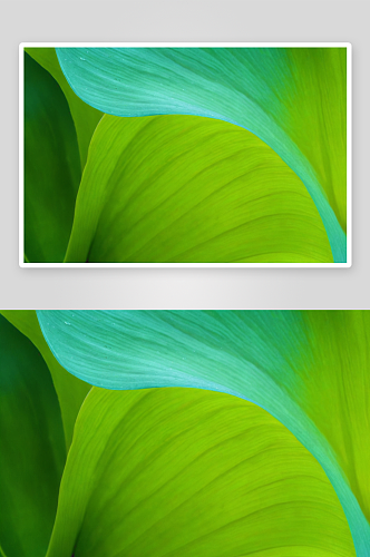 绿色马蹄莲叶子抽象图像图片