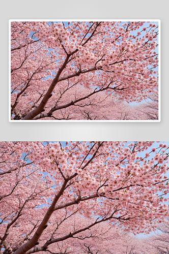 图片背景材料樱花盛开充满了屏幕图片