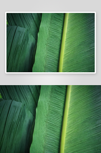 绿芭蕉叶背景图片