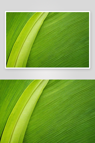 特写绿色芭蕉叶背景摘要图片