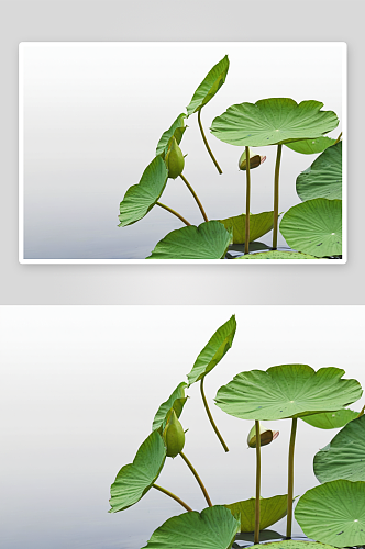 睡莲叶子植物元素图片