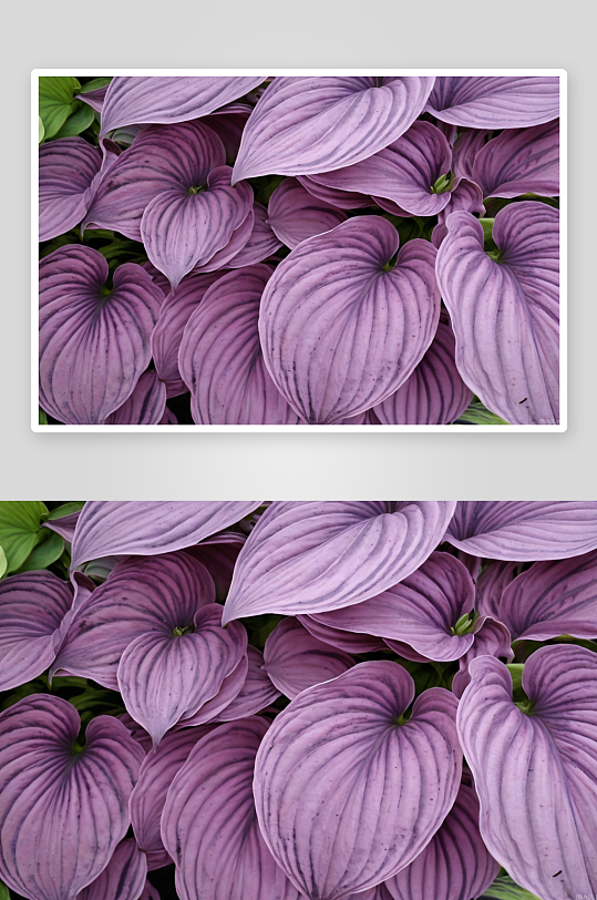 玉簪粉紫色花图片