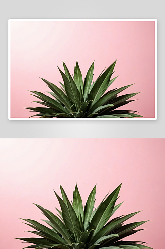 一个菠萝叶子浅粉色背景空间图片