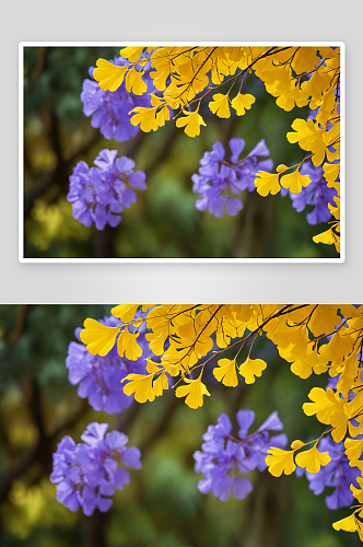盛开紫色蓝花楹花黄色银杏叶背景图片