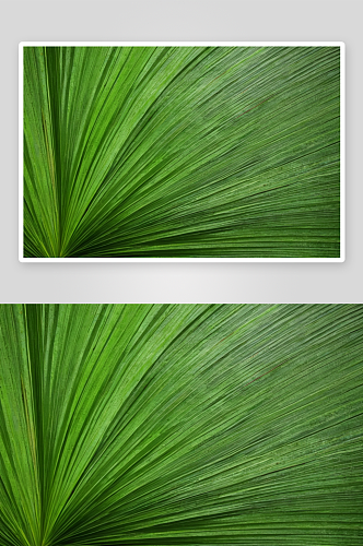 圣枝主日棕榈叶条纹抽象绿色纹理背景图片