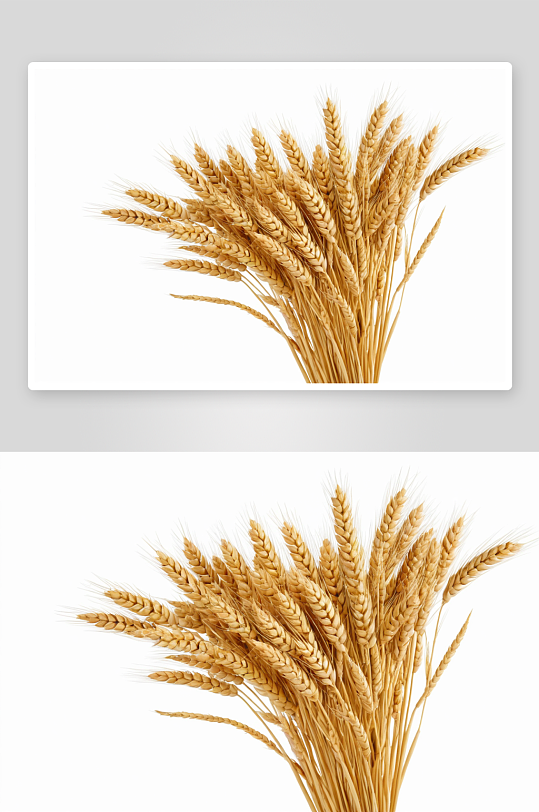 小麦穗成束植物元素图片