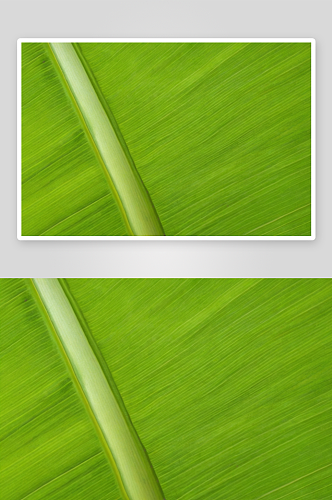 香蕉叶子植物元素图片