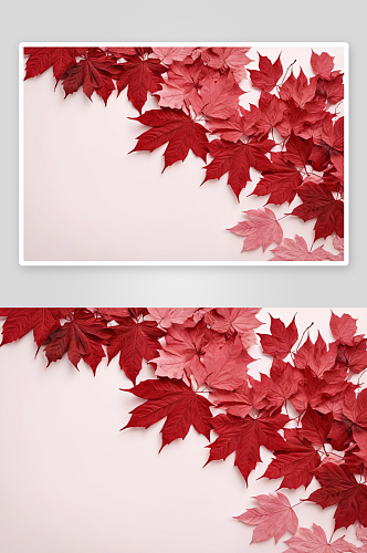 红色秋叶白色浅粉色背景图片