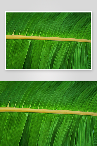 热带香蕉香蕉叶子图片
