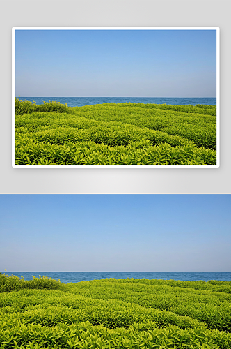 海洋公园植物元素图片