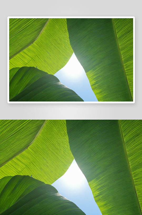 热带芭蕉叶棕榈树阳光灿烂天空背景图片