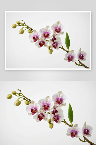 全框细枝兰花花形成一个圆圈白色背景图片