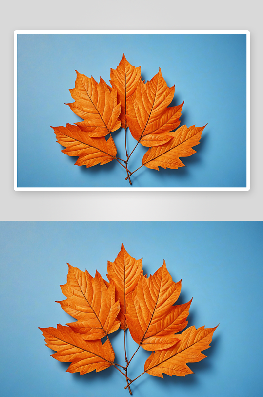 秋天鲜艳橙色树叶蓝色背景图片