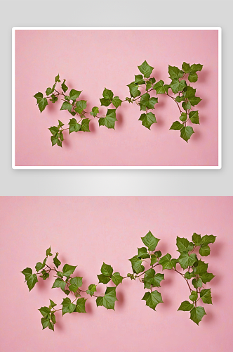攀援藤蔓植物常青藤粉红色背景图片
