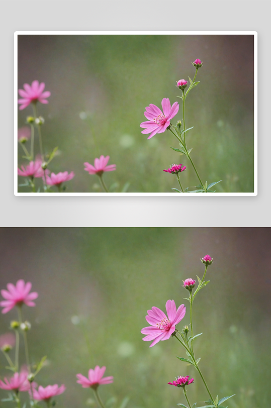 粉红色野花背景偷拍照片图片