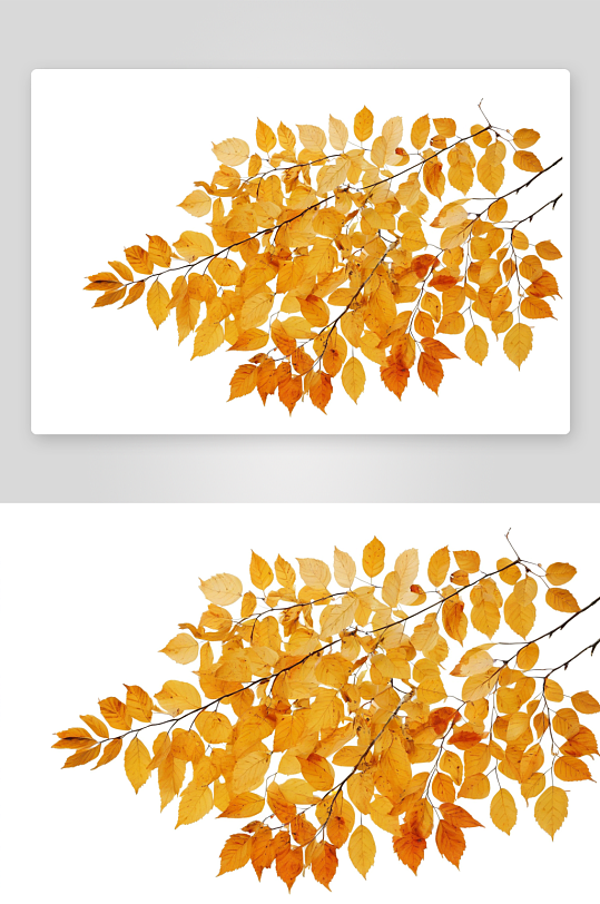 白色背景下白桦树枝叶秋叶隔离图片
