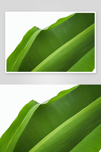 绿色新鲜芭蕉叶白色背景图片