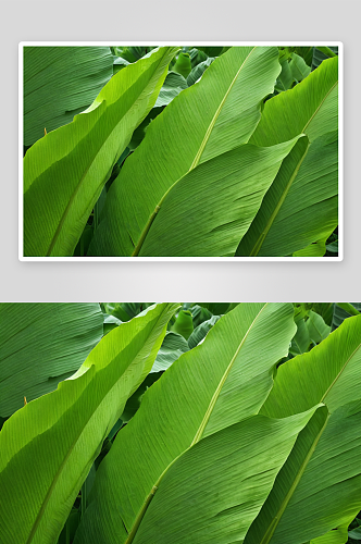 绿色香蕉叶子图片