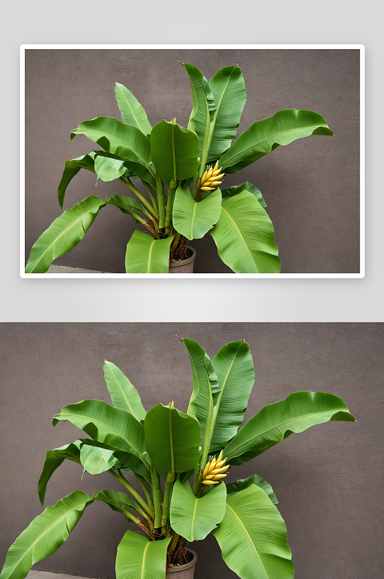 香蕉树植物植物元素图片