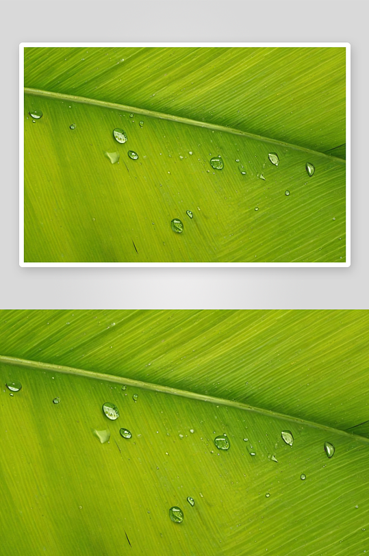 水滴香蕉叶植物元素图片