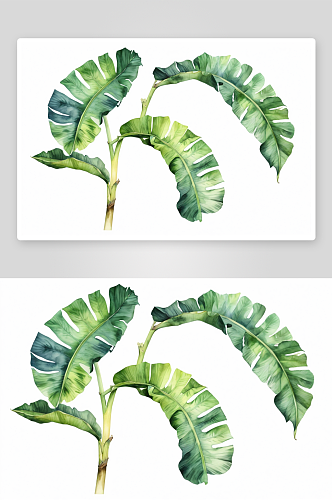 水彩香蕉热带叶子插图图片