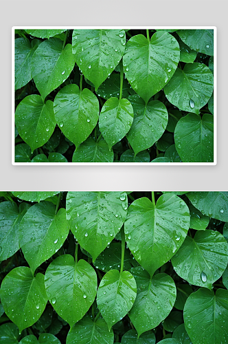 摘要绿叶纹理大自然绿魔芋叶雨滴背景图片