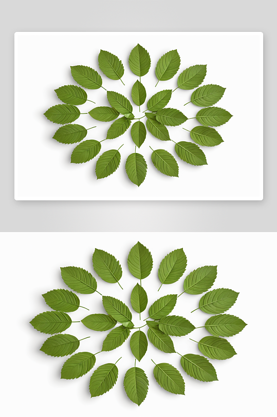 圆形花卉装饰绿叶一个小阴影白色背景图片