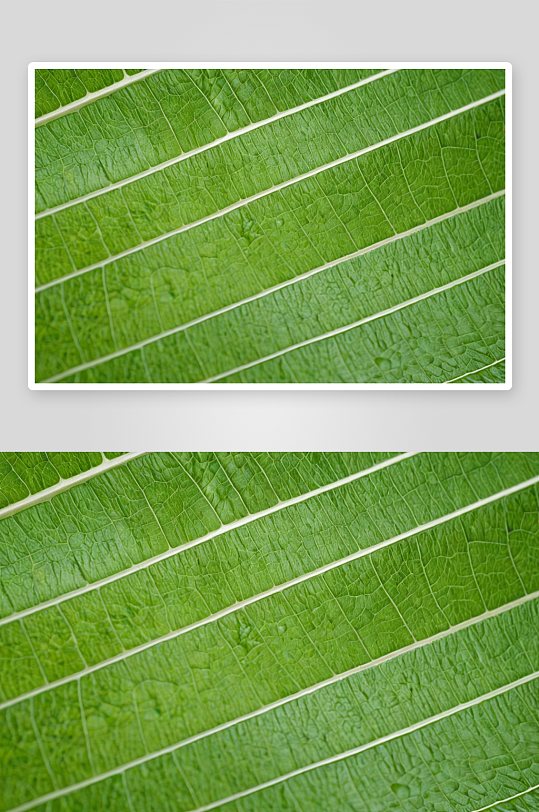 条纹天然有机绿叶背景图片