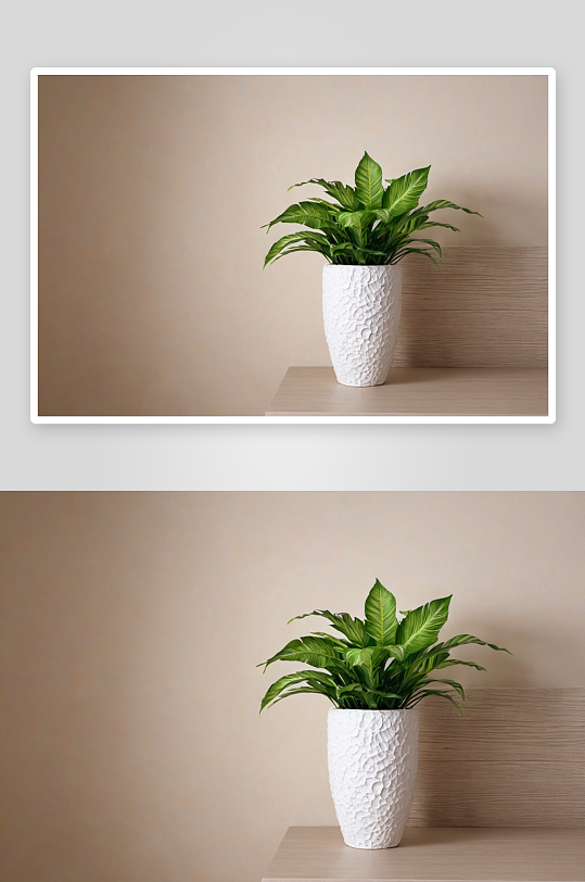 塑料植物作室内装饰一个元素图片