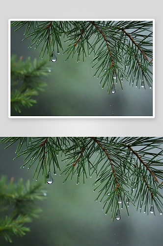 松树叶子雨滴图片