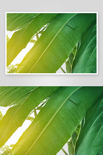 热带香蕉叶子图片