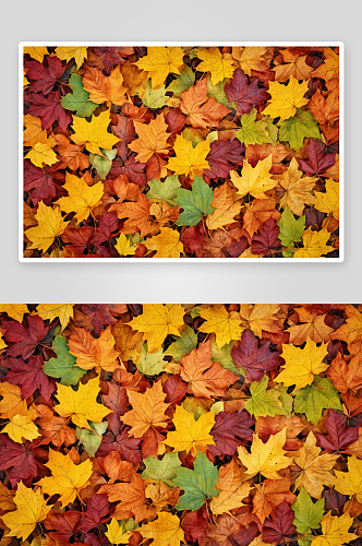 秋天背景五颜六色树叶图片