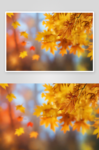 秋色散景背景质感图片