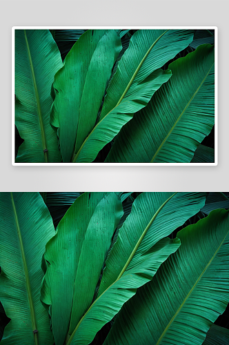 热带绿色芭蕉叶背景图片
