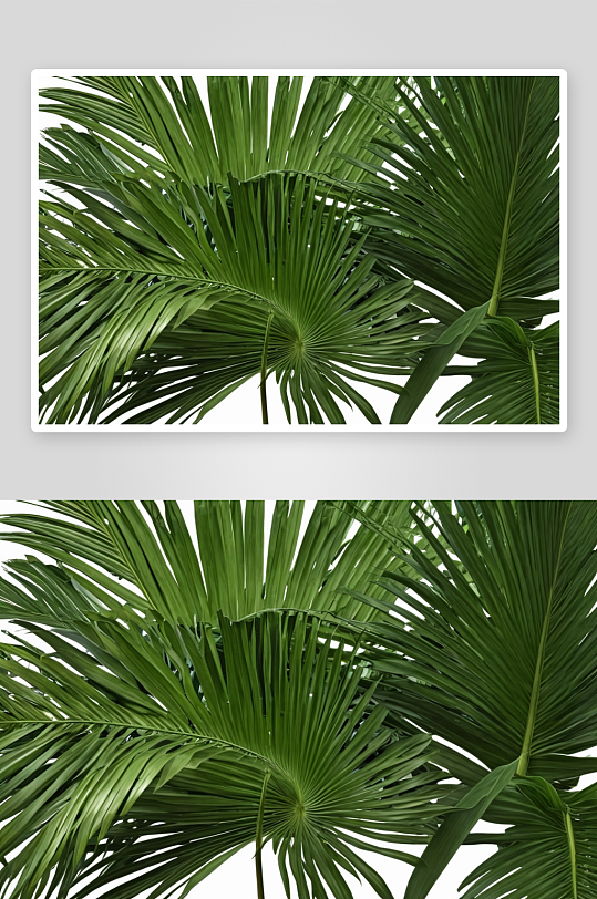 热带丛林棕榈叶图片